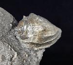 Athleta ficulina rarispina (LAMARCK 1811) - Bild © FossNet FossilienStore